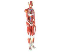 Modello anatomico del busto umano, 27 parti, 1/2 grandezza naturale, strumento didattico educativo per l'apprendimento e gli studi di anatomia