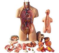Modello anatomico del busto umano - 55 cm, 19 parti, modello di assemblaggio anatomico 4D per insegnamento educativo e studio degli organi umani