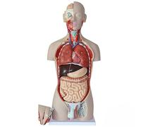Modello anatomico del busto umano, 85 cm, smontato 27 pezzi, include organi neurovascolari e interni, struttura dell'apparato digerente