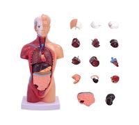 Modello anatomico del busto umano con 15 parti di organi rimovibili per insegnamento educativo, ricerca medica e formazione infermieristica