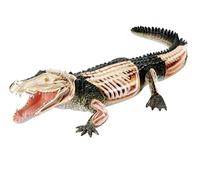 Modello anatomico del Cane 4D, Scheletro di Gatto/Cavallo/Mucca/Maiale/Animale, Campione di Scheletro di Animale, biologia Staccabile, Clinica veterinaria per Animali Domestici(W)