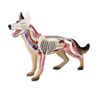 Modello anatomico del Cane 4D, Scheletro di Gatto/Cavallo/Mucca/Maiale/Animale, Campione di Scheletro di Animale, biologia Staccabile, Clinica veterinaria per Animali Domestici (Cane)