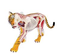 Modello anatomico del Cane 4D, Scheletro di Gatto/Cavallo/Mucca/Maiale/Animale, Campione di Scheletro di Animale, biologia Staccabile, Clinica veterinaria per Animali Domestici(N)