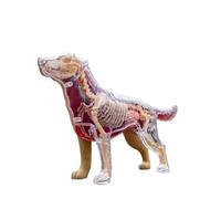 Modello anatomico del cane Golden Retriever 4D MASTER - Scheletro canino assemblato per l'insegnamento delle scienze veterinarie