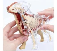 Modello anatomico del cane Golden Retriever 4D, modello di scheletro di organo di cane, simulazione semitrasparente, 30 organi e corpo staccabili, for l'insegnamento medico di biologia