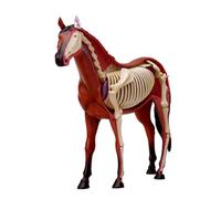 Modello anatomico del cavallo 4D - Esemplare di scheletro animale, biologia staccabile, 26 parti per la formazione veterinaria della clinica per animali dell'insegnamento scolastico