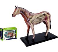 Modello anatomico del cavallo 4D Vision - Supporto didattico Simulazione di un cavallo Modello dettagliato di organi animali per l'insegnamento e l'apprendimento medico