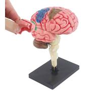 Modello Anatomico Del Cervello - 7x7,7x11 Cm 162 G, Struttura Realistica In PVC, Base Espositiva Inclusa | Psicologia Neuroscienze Dimostrazioni Didattiche Educazione Del Paziente Studenti Di Medicina