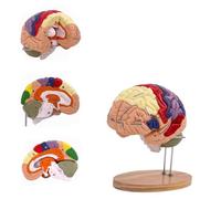 Modello anatomico del cervello a grandezza naturale per neuroscienze e psicologia, strumento di apprendimento del cervello staccabile con codice colore per l'educazione medica