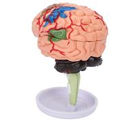 Modello anatomico del cervello in 4D, modello di cervello umano, modello di cervello in vinile a struttura trasparente con base e manuale per l’apprendimento e l’insegnamento