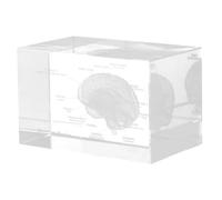 Modello Anatomico del Cervello in Cristallo, Cubo Scientifico | Oggetto Educativo da Scrivania, Porta Documenti e Testi, Regalo di Laurea per Studenti di Psicologia