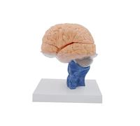 Modello anatomico del cervello in scala 1:1, composto da 15 parti staccabili e con base | Modello didattico di anatomia del cervello umano con tronco encefalico blu, strumento di visualizzazione per