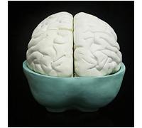 Modello anatomico del Cervello - Modello anatomico del Cervello Umano Staccabile - Modello anatomico dell'organo Umano Modello del Cervello - per la visualizzazione dello Studio Modello Med