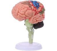 Modello anatomico del cervello, modello di cervello umano staccabile per uso educativo e scientifico, realizzato in PVC resistente, perfetto per l'apprendimento e lo studio