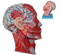 Modello anatomico del Cervello - Testa della Sezione sagittale mediana Testa del Nervo vascolare Modello anatomico - Modelli scientifici di Anatomia Umana - per aiuti didattici Medici