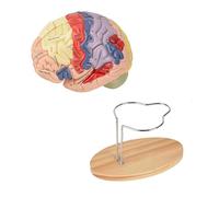 Modello Anatomico Del Cervello Umano, 2 Volte Più Grande, 4 Modelli Di Cervello Umano A Grandezza Naturale, Con Colori Nella Figura 9 Utilizzati Per La Visualizzazione Dell'Apprendimento Delle Neuros