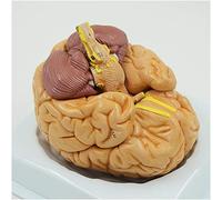 Modello anatomico del cervello umano - 8 parti rimovibili per uno studio dettagliato - ideale per insegnare e imparare le neuroscienze