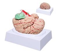 Modello anatomico del cervello umano a grandezza naturale con 8 parti staccabili per l'insegnamento delle neuroscienze mediche e lo studio in aula di scienze