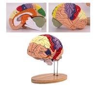 Modello anatomico del cervello umano a grandezza naturale con etichette, for la ricerca in psicologia, la scienza, l'apprendimento medico o l'esposizione for lo studio in classe.