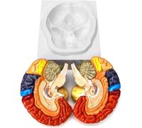 Modello anatomico del cervello umano a grandezza naturale, in 2 metà pezzi, codificato a colori, modello del cervello anatomicamente accurato, for l'insegnamento e la visualizzazione in aula