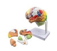 Modello anatomico del cervello umano a grandezza naturale per l'insegnamento delle neuroscienze con 50 etichette incise