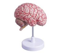 Modello anatomico del cervello umano con arterie cerebrali, emisfero destro dissezionabile con codice colore, modello anatomico del cervello a grandezza naturale for l'insegnamento medico