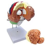 Modello anatomico del Cervello Umano con ingrandimento 2 Volte, Tronco cerebrale del Lobo Anteriore della Sezione Centrale Staccabile per Modelli didattici Comunicazione Medico-paziente