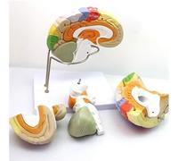 Modello anatomico del cervello umano con ingrandimento 2X e 4 parti | Modello di anatomia del cervello umano dettagliato con ingrandimento 2X per uso educativo, con 4 rimovibili