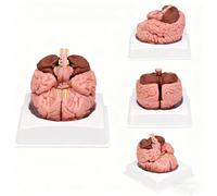 Modello anatomico del cervello umano in scala 1:1, smontabile e con segnaletica digitale per lo studio | Modello didattico della struttura del cervelletto, del talamo e del tronco encefalico