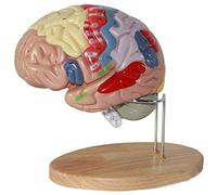Modello anatomico del Cervello Umano ingrandito 2X Modello anatomico degli organi Umani per la Ricerca scientifica 27 * 27 * 18 cm