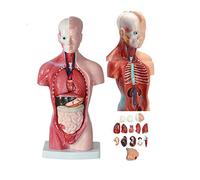 Modello Anatomico del Corpo del Torso Umano Anatomia 15 Pezzi Estraibili Viscerale Cervello Scheletro Organi Interni per L'insegnamento Istruzione 28 Cm