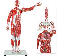 Modello anatomico del corpo, modello scheletro a grandezza naturale con | Scheletro anatomico a grandezza naturale con organi rimovibili per scopi didattici,