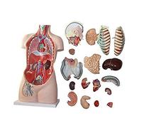 Modello anatomico del corpo - Organi umani da 85 cm educativi | Modello di Anatomia Umana a scopo didattico - Organi smontabili 85 cm per l'apprendimento