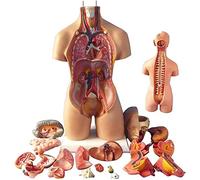 Modello anatomico del corpo umano, busto da 55 cm con organi interni per l'educazione medica, ideale per insegnamento e studio in classe, rappresentazione dettagliata a grandezza naturale