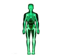 Modello anatomico del corpo umano chiaro scheletro umano anatomia con organi staccabili per dimostrazioni in classe Organo corpo trasparente