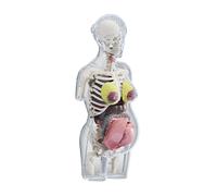 Modello anatomico del corpo umano, kit di montaggio anatomico fai da te, puzzle