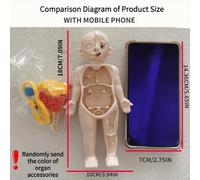 Modello anatomico del corpo umano Montessori 3D per bambini, giocattolo assemblato, modello educativo