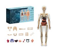 Modello Anatomico del Corpo Umano per Bambini, Busto 32 cm con 9 Organi Rimovibili, Kit Scientifico per Imparare Lo Scheletro