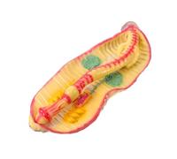 Modello Anatomico del Corpo Umano per Biologia, Dissezione Ingrandita | Plastica, Visualizzazione della Dissezione, per Insegnanti di Biologia e Scienze, Aula e Formazione