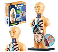 Modello anatomico del corpo umano per l'istruzione