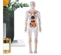 Modello Anatomico del Corpo Umano, Strumenti del Giocattolo di Luminosi nel Nero, Giocattoli di Anatomia per, per Età 8+ Studio Apprendimento Esperienze Laboratorio in Classe Studente
