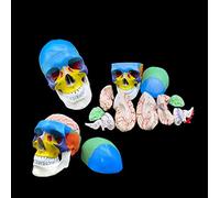 Modello anatomico del cranio, cranio umano con cervello, cranio suddiviso in 22 ossa con codice colore, composto da 8 componenti, modello anatomico a grandezza naturale per lo studio in classe.