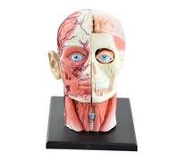 Modello anatomico del cranio della testa umana 1:1, modello del nervo muscolare dei modelli della testa di anatomia del tessuto cerebrale, strumento didattico anatomico del muscolo