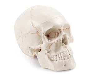 Modello anatomico del cranio della testa umana a grandezza naturale aggiornato con i più recenti caratteri incisi al laser Non il numero di scrittura a mano, non le sbavature Studente di medicina