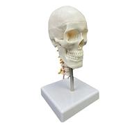 Modello anatomico del cranio della testa umana con Vertebra cervicale Modello di insegnamento per l'educazione scientifica Forniture di cranio umano con vertebra cervicale anatomico per scienze studio
