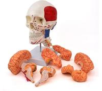 Modello anatomico del cranio e del cervello umano, modello anatomico dell'arteria cerebrale con struttura del cranio rimovibile, for lo studio delle neuroscienze mediche