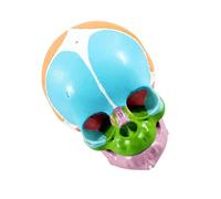 Modello anatomico del cranio infantile per dimostrazioni e studio | Teschio di riferimento fisico, costruzione in PVC, aree codificate a colori per lezioni di anatomia e revisione dello studio