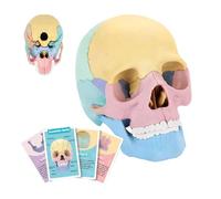 Modello anatomico del cranio - modello di cranio umano, modello anatomico rimovibile | Giocattolo scheletrico colorato, modello di testa del cranio umano per istruzione, studio artistico, medicina
