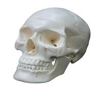 Modello anatomico del cranio, scheletro della testa di anatomia umana include set completo di denti, poster rimovibile con testa di teschio