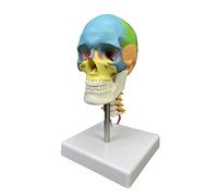 Modello anatomico del cranio umano 1/2 colorato modello anatomico del cranio della testa umana con la vertebra cervicale Fornitura didattica colorata con vertebra cervicale per la ricerca anatomica